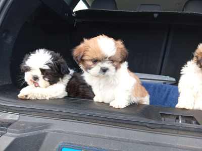 Shih Tzu puppies in Laois