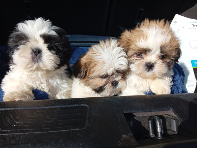 Shih Tzu puppies in Laois