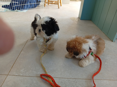 Shih Tzu puppies in Laois