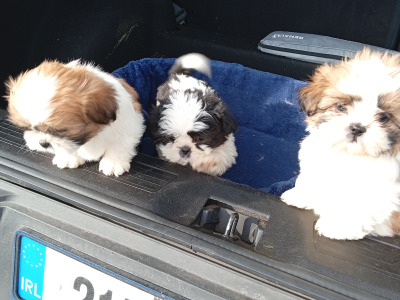 Shih Tzu puppies in Laois