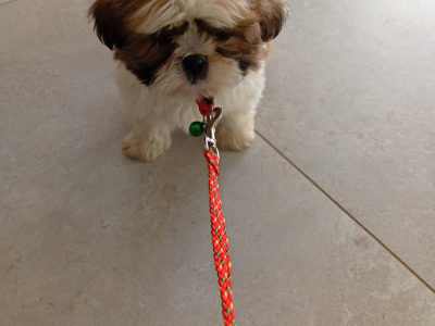 Shih Tzu puppies in Laois