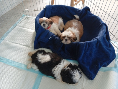 Shih Tzu puppies in Laois