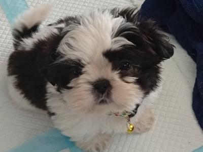 Shih Tzu puppies in Laois