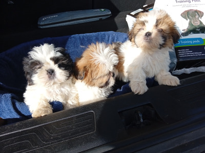 Shih Tzu puppies in Laois