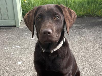 Purebred female Chocolate Labrador pup in Tipperary