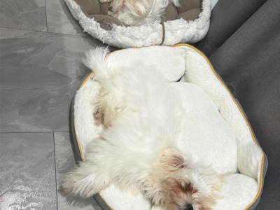 Female Maltese puppy in Dublin