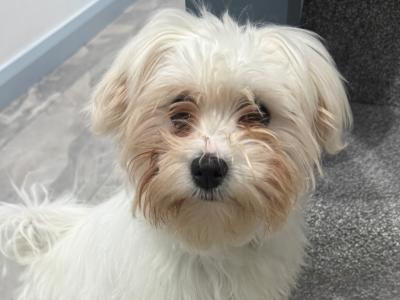Female Maltese puppy in Dublin
