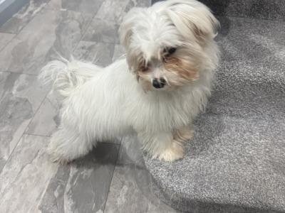 Female Maltese puppy in Dublin