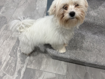 Female Maltese puppy in Dublin