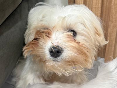 Female Maltese puppy in Dublin