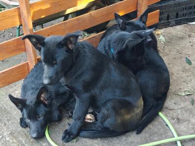 Gorgeous IKC Registered Pure Black German Shepherd puppies for sale in Kerry