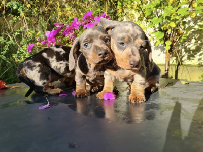Blue miniature Dachshund puppies in Limerick