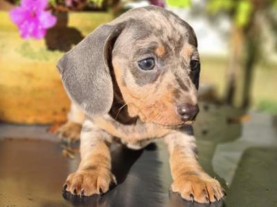 Blue miniature Dachshund puppies in Limerick