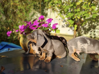 Blue miniature Dachshund puppies in Limerick