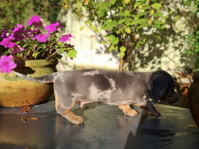 Blue miniature Dachshund puppies in Limerick