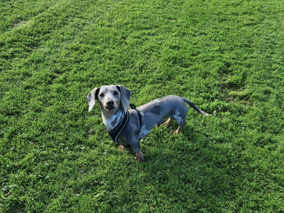 Blue miniature Dachshund puppies in Limerick