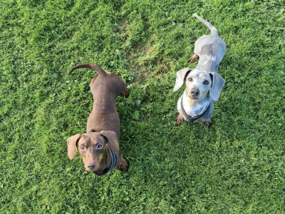 Blue miniature Dachshund puppies in Limerick