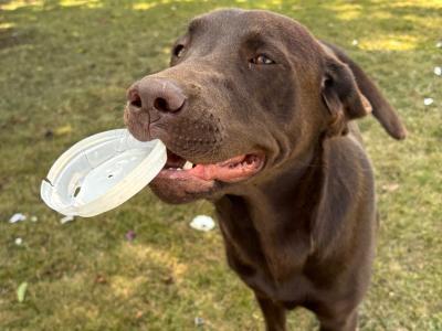 Purebred female Chocolate Labrador pup in Tipperary