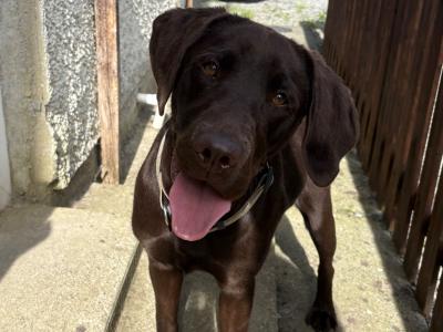 Purebred female Chocolate Labrador pup in Tipperary