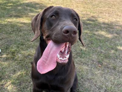 Purebred female Chocolate Labrador pup in Tipperary