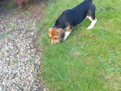 Beagles puppies for sale in Wexford