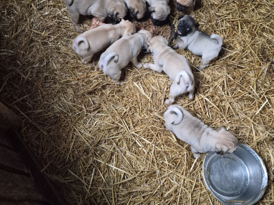8 beautiful Jug (3/4 Pug) pups for sale in Cork