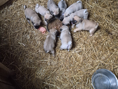 8 beautiful Jug (3/4 Pug) pups for sale in Cork