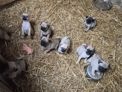 8 beautiful Jug (3/4 Pug) pups for sale in Cork