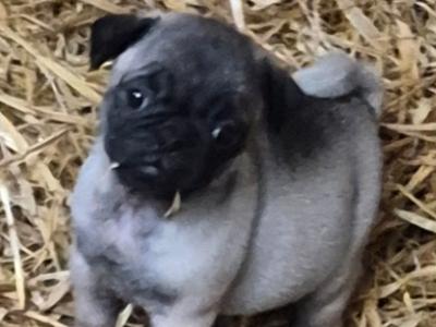 8 beautiful Jug (3/4 Pug) pups for sale in Cork