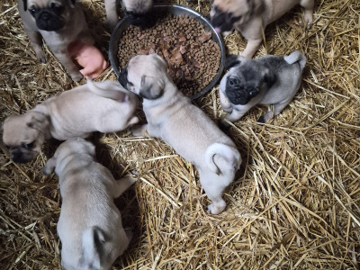 8 beautiful Jug (3/4 Pug) pups for sale in Cork