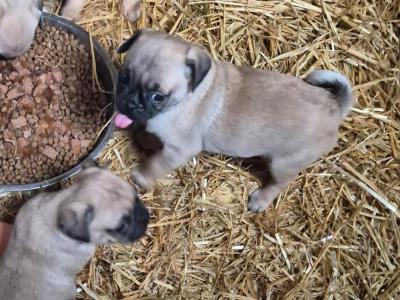 8 beautiful Jug (3/4 Pug) puppies for sale in Cork