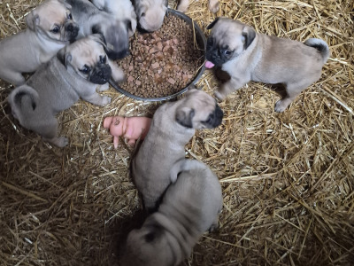 8 beautiful Jug (3/4 Pug) pups for sale in Cork