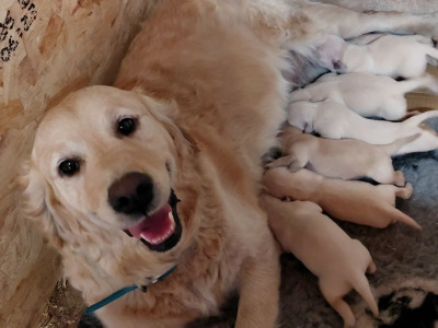 Male Golden Retriever puppy in Wexford