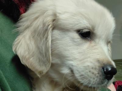 Male Golden Retriever puppy in Wexford