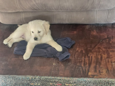 Male Golden Retriever puppy in Wexford