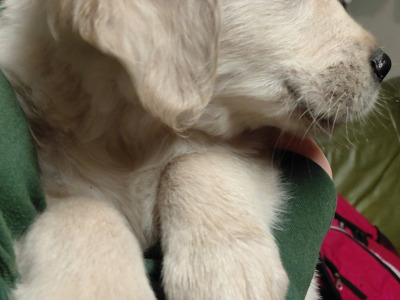 Male Golden Retriever puppy in Wexford