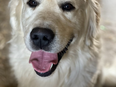 Male Golden Retriever puppy in Wexford