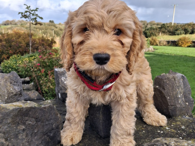 Cockapoo puppies in Mayo