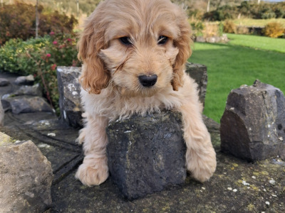 Cockapoo puppies in Mayo