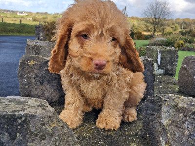 Cockapoo puppies in Mayo