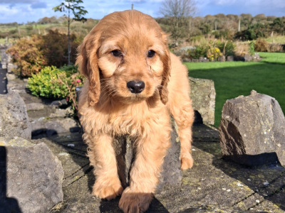 Cockapoo puppies in Mayo