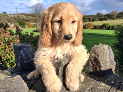 Cockapoo puppies in Mayo