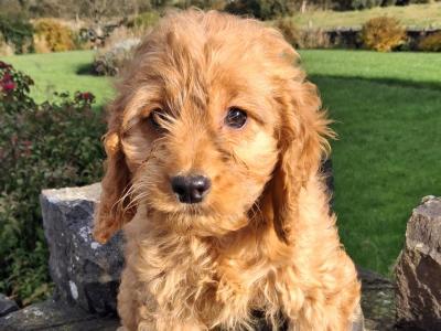 Cockapoo puppies in Mayo