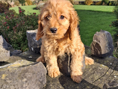 Cockapoo puppies in Mayo