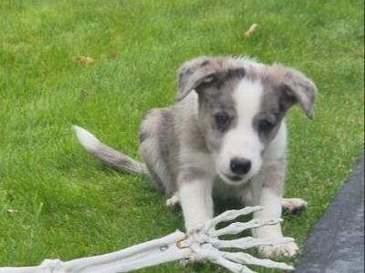 Blue Merle Border Collie puppies in Wexford