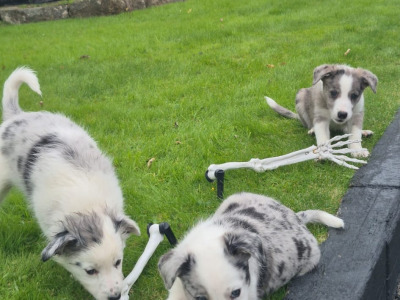 Blue Merle Border Collie puppies in Wexford