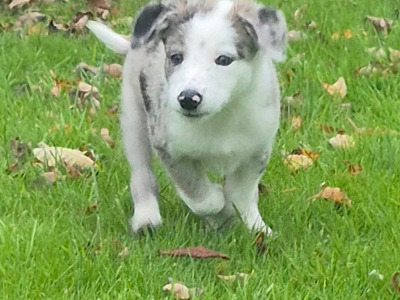 Blue Merle Border Collie puppies in Wexford