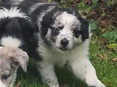 Blue Merle Border Collie puppies in Wexford