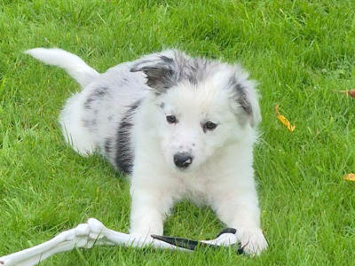 Blue Merle Border Collie puppies in Wexford