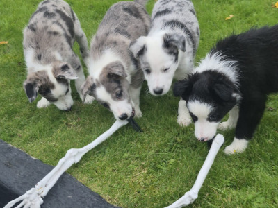 Blue Merle Border Collie puppies in Wexford